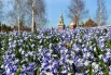 Небесно-голубые пролески дарят весеннее настроение во время прогулок по Красной площади.