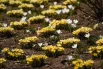 Россыпь желтых и лиловых крокусов сорта «микс» радует прохожих своим красочным разнообразием.