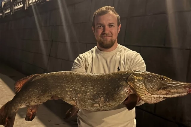 Гигантская щука, выловленная у Москва-Сити.