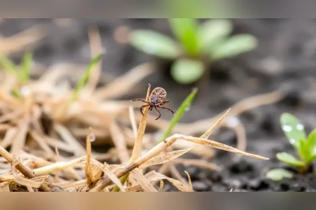 Жители Татарстана встревожены: не придётся ли уже этим летом спасаться от полосатых «спринтеров» в собственных лесах?