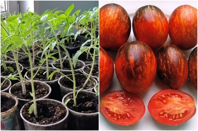 От рассады до ярких плодов