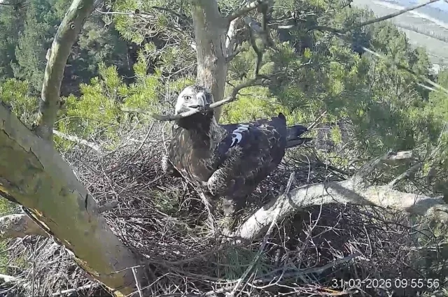 Белогор подновляет гнездо.