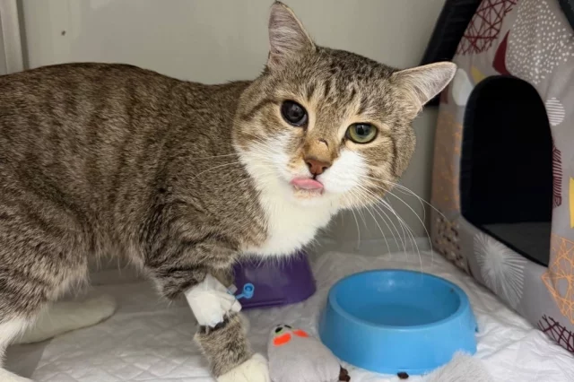 Кот Витя в клинике.