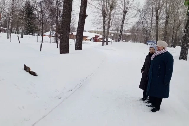 Биологи считают, что люди стали больше понимать диких зверей благодаря интернет-просвещению и СМИ, и меньше их бояться. 