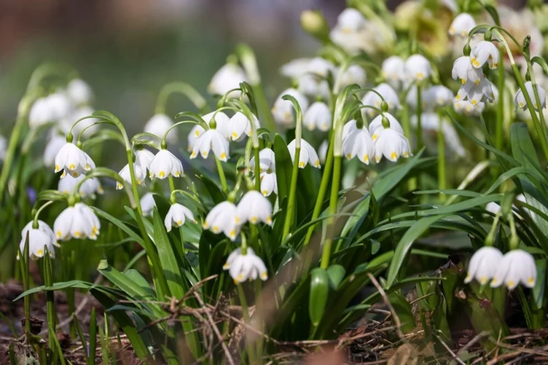 Помимо экзотических деревьев, в саду восхищают и редкие сорта весенних цветов. Никого не оставят равнодушным хрупкие белые колокольчики ландышей — традиционных вестников первого долгожданного тепла.