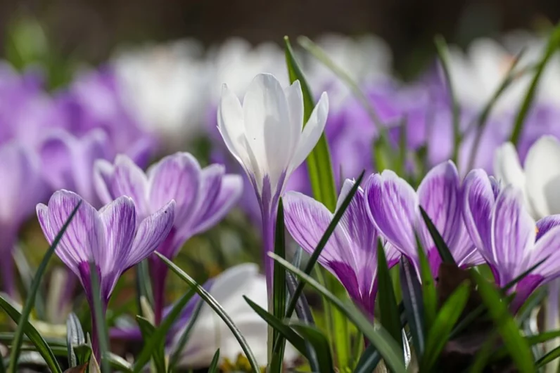 Уже вовсю цветут нежные подснежники и пестрые крокусы. Десятки парковых площадок буквально на глазах расцвечиваются самыми яркими весенними красками.