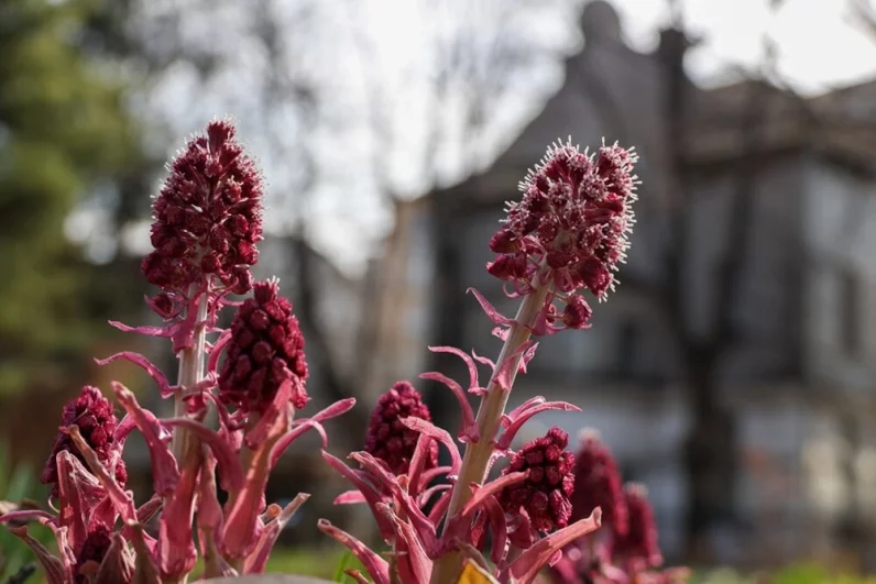 Ближе к лету аллеи наполнятся пьянящим благоуханием распустившейся сирени, пионов и рододендронов.