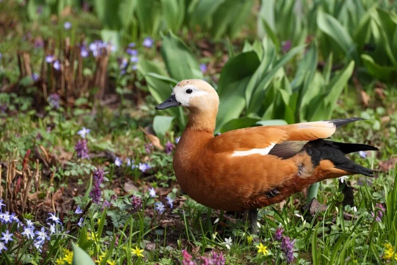 С наступлением мая эстафету подхватят деревья и кустарники. Гостей будут радовать роскошными соцветиями яблони, груши, сливы, черешни и ароматная черемуха.