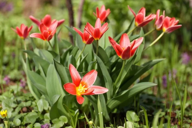 А если вы заглянете сюда ближе к концу апреля, то застанете великолепное цветение пышных магнолий — еще одной гордости парка.