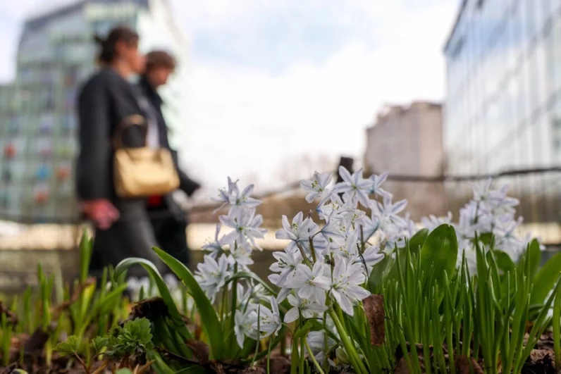 В начале апреля свои лепестки также раскрывают пролески и весенники. Наслаждаться меняющимися пейзажами столичной весны в Аптекарском огороде можно на протяжении двух месяцев.