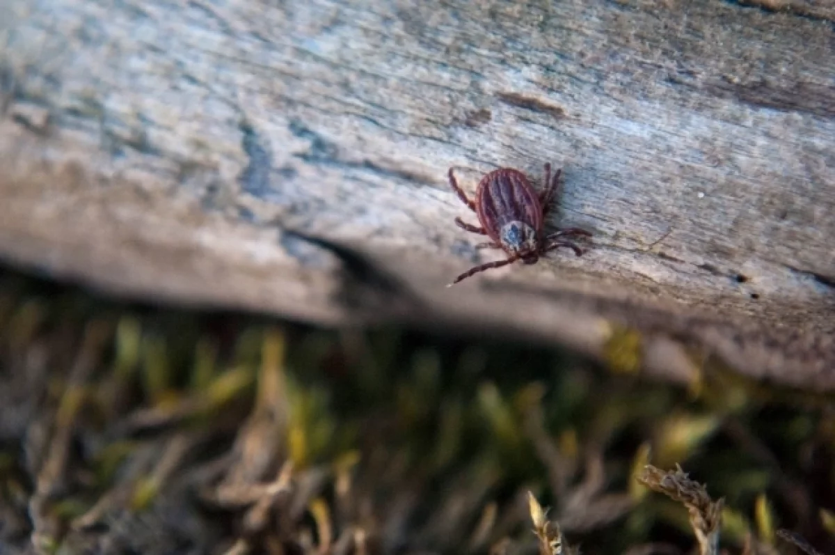 Первое обращение по укусу клеща зарегистрировали в Петрозаводске