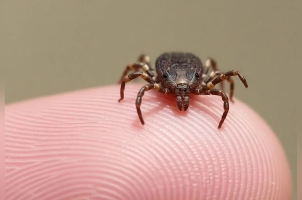 Врач Полякова объяснила, почему клещи чаще кусают определенных людей