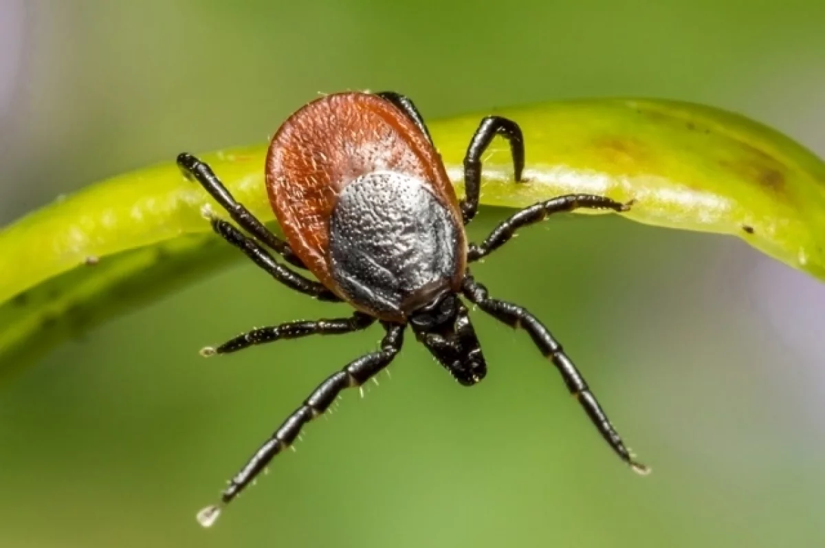 Эксперты связывают раннее пробуждение клещей с аномально снежной зимой в Татарстане.