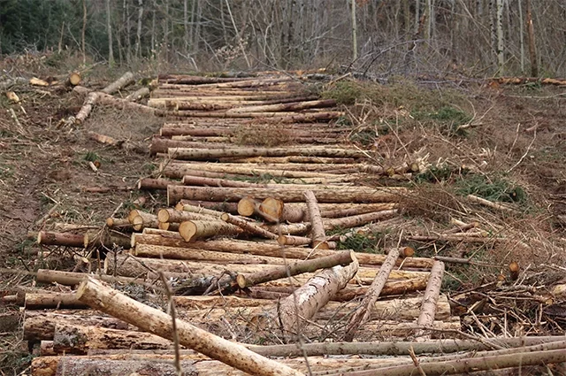 Власти охотно предоставляют право на вырубку лесов ради древесины крупным западным компаниям. Таким, например, как IKEA.