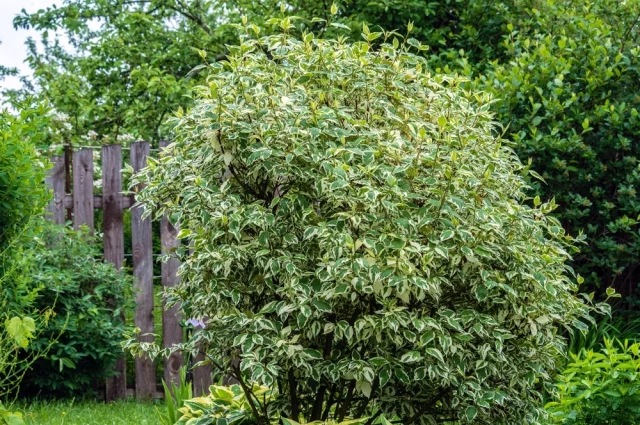 Как выбирать простые и выносливые кустарники, которые выглядят эффектно, но не требуют лишних усилий.