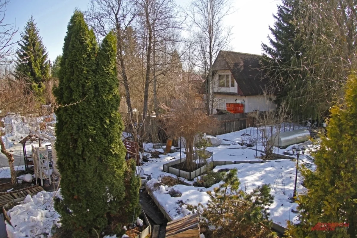 Выход из сумрака. Снятие укрытий  важный момент в весеннем уходе за садом