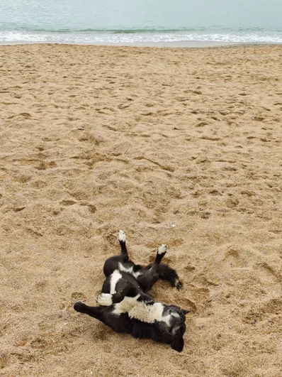 Пока нет туристов, местные «хвостики» могут вдоволь поваляться на песке. 