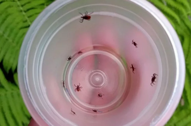 Для клещей мы обычные животыне