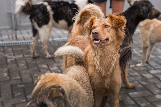 За последний месяц в Пермском крае произошло сразу несколько случаев нападений собак на людей. 