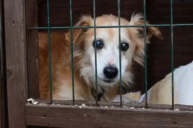 Все спасенные животные освоились в приюте и теперь отъедаются