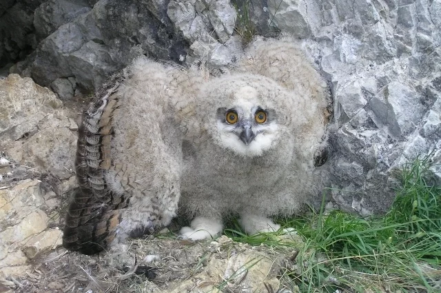 Филинёнок. Гнездовой период – самое важное время.