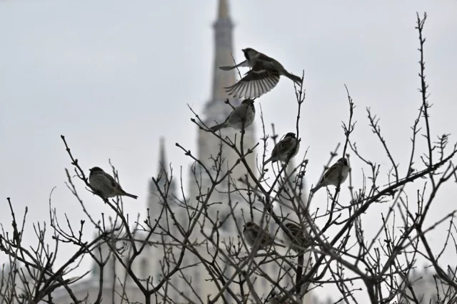 Птиц в Москве — десятки видов.