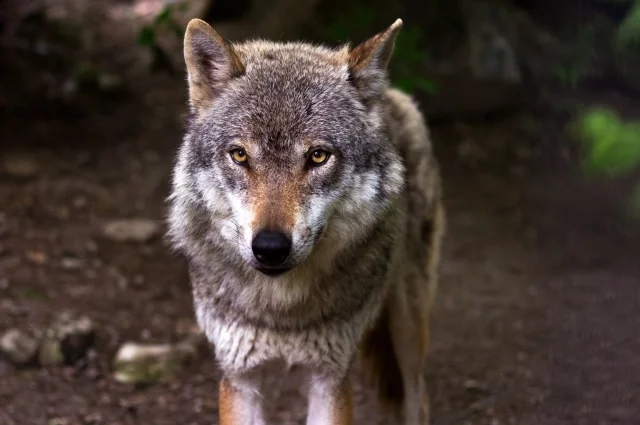 Архивное фото /