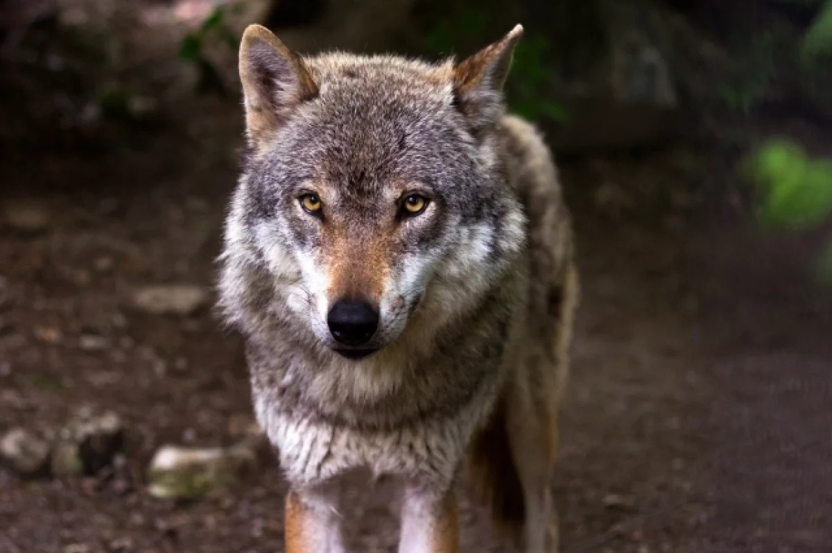 Архивное фото /