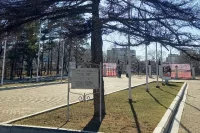 Лиственница в парке, высаженная Юрием Гагариным