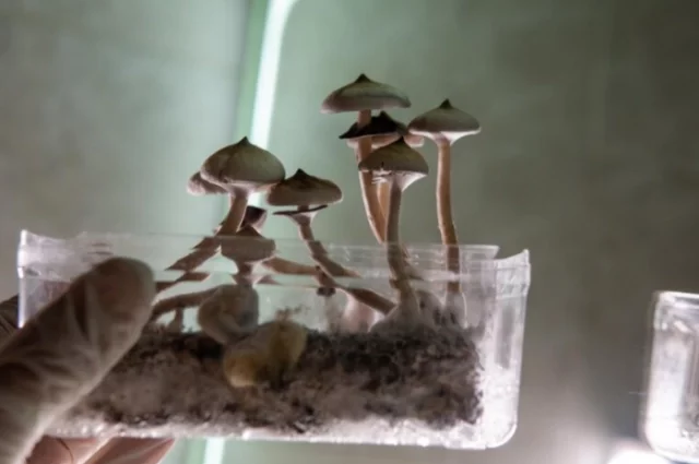 Шампиньоны боятся света,а вешенке нужны дырки