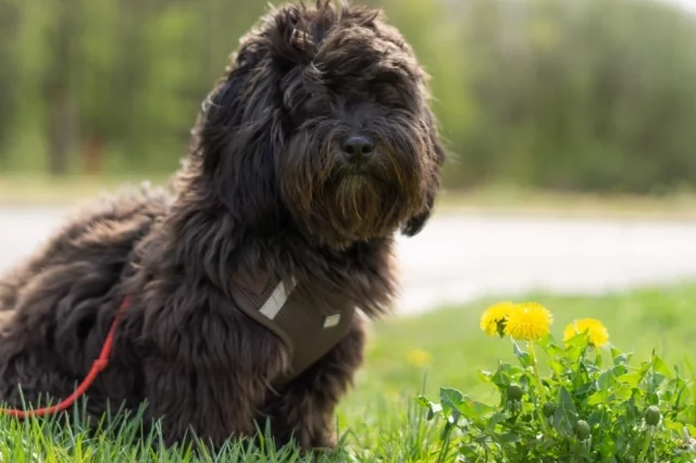 Есть несколько групп растений, которые опасны для животных. Это декоративные цветы, кустарники и некоторые садовые культуры.