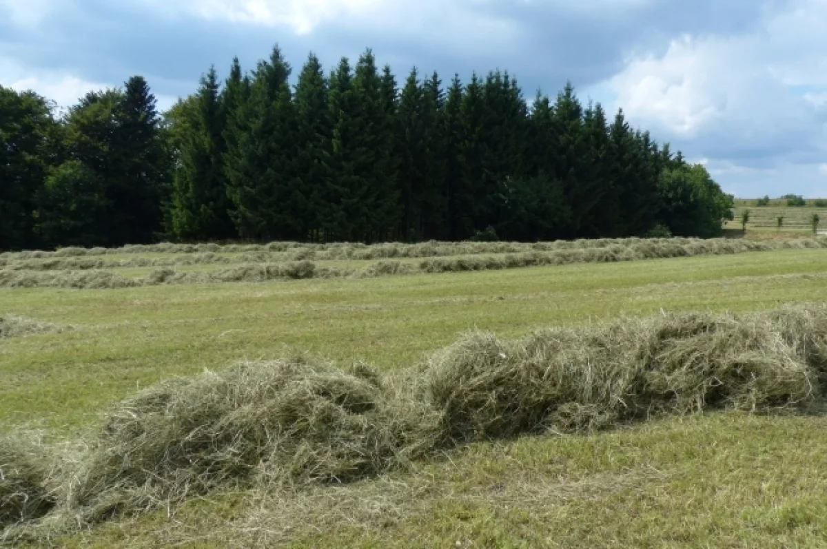 Суд признал недействительными договоры аренды 35 участков земли в Карелии