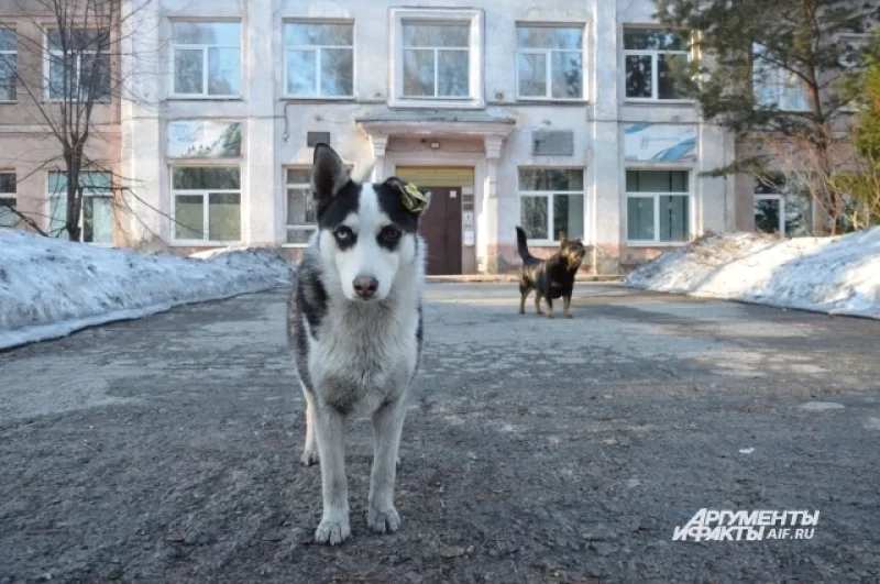 Его охраняют две резвые бездомные, но чипированные собаки. 
