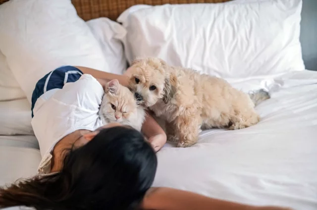Нахождение животных в постели ухудшают ее гигиену — шерсть, различные биологические остатки могут провоцировать развитие микроорганизмов.