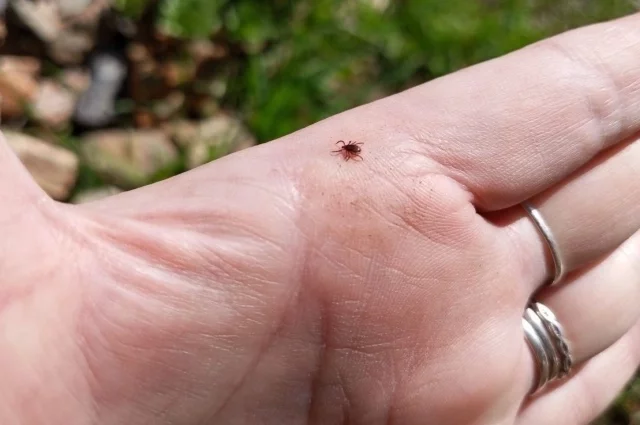 Клещи Hyalomma крупнее обычных лесных клещей