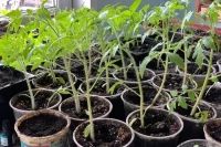 Для пикировки томатов нужны отдельные горшочки 