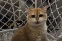 Кот Вольт за полчаса до наводнения подавал сигналы хозяйке и отказывался слезать с качелей.