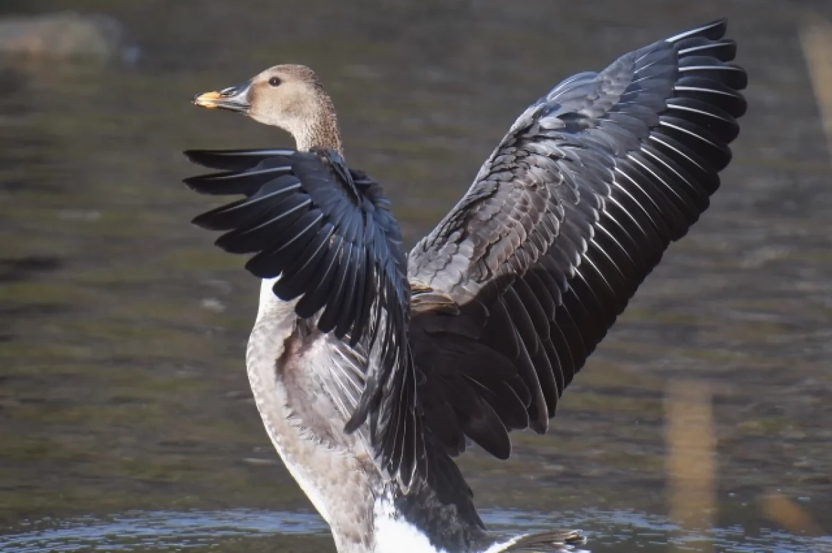 Ученые КарНЦ зафиксировали стагнацию численности гусей под Олонцом