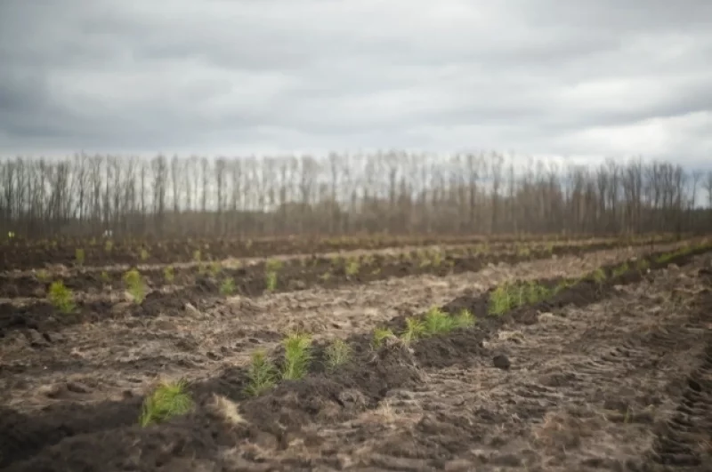 Утром здесь было пастбище, к вечеру — 38 500 молодых сосен.