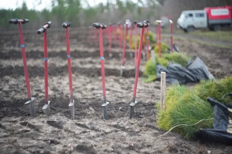 Земля ещё хранит утреннюю прохладу, а инструменты уже ждут своего часа.