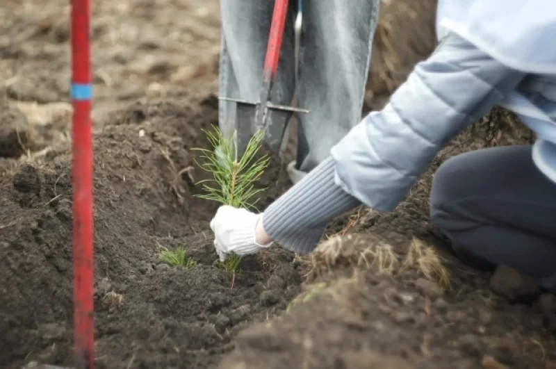 Так начинается лес.