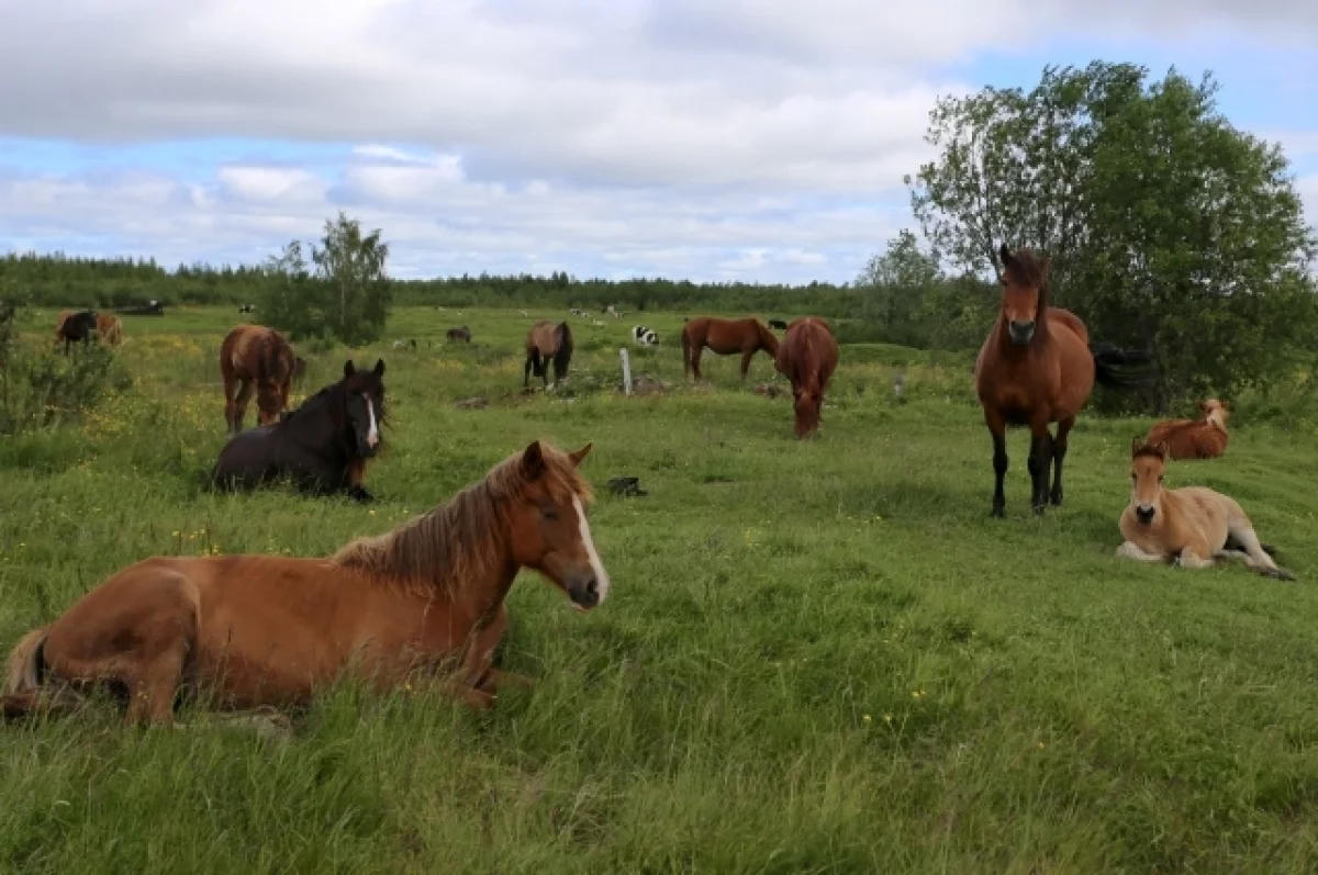 В горах Дагестана из бурана спасли табун лошадей