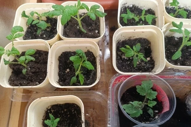 Как не пропустить момент и правильно спланировать неделю.