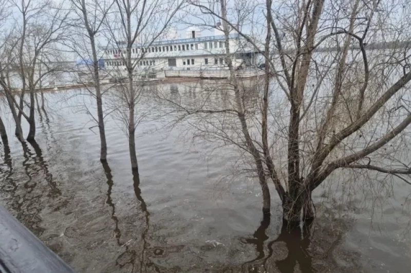 За свою долгую жизнь эти деревья видели уже немало паводков. Справятся и с этим. не привыкать.