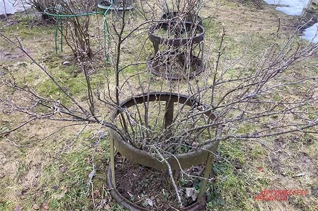 Если в апреле смородину оставить без подкормки, крупной ягоды можно не ждать. 