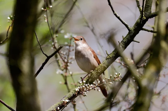 Песня соловья – это сложный набор звуков. Но если соловей из другого региона может импровизировать, то москвич исполняет устоявшуюся программу как по нотам.