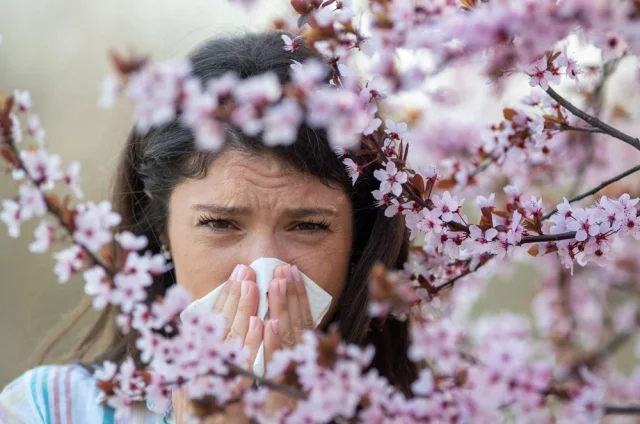 Сезон поллиноза имеет довольно чёткую этапность.