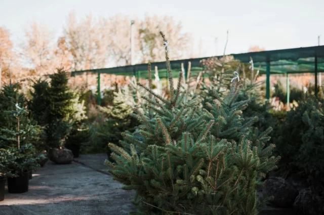 Хвойные не боятся морозов, а вот солнце им может навредить.