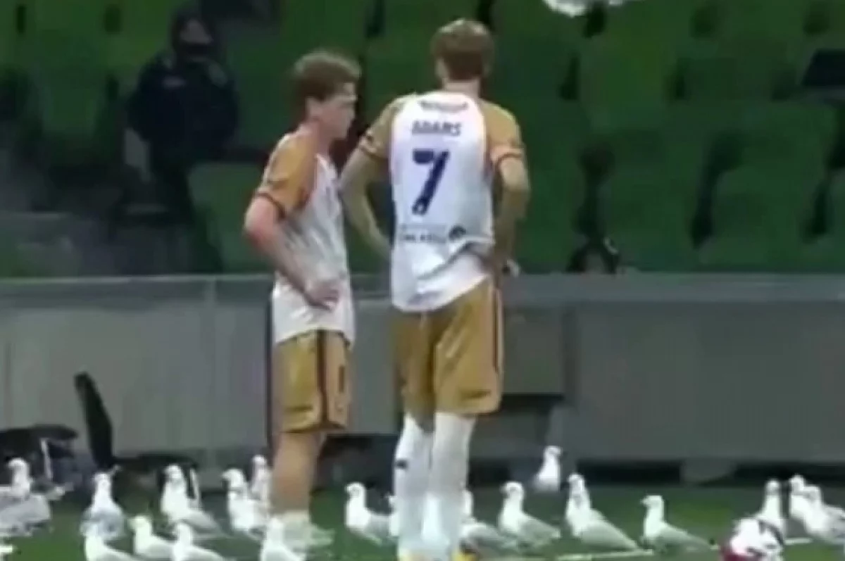 В Австралии чайки оккупировали стадион и чуть не сорвали футбольный матч