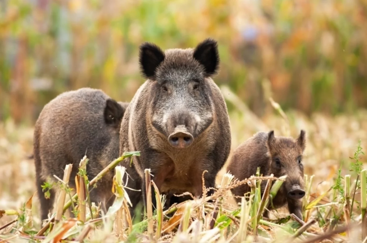 Bild: в ФРГ подстрелили около 3 тысяч радиоактивных кабанов в 2025 году